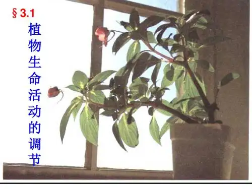 浙教版八年级科学上册第3章生命活动的调节PPT教学课件