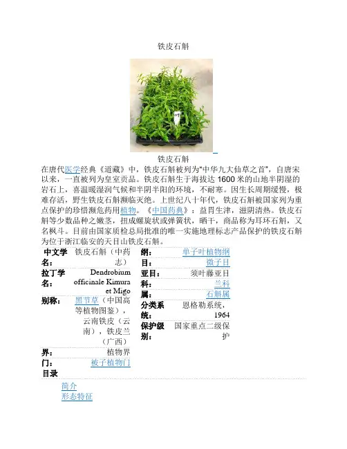 铁皮石斛