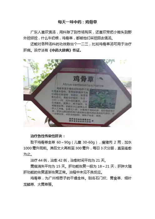 每天一味中药：鸡骨草