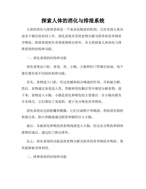 探索人体的消化与排泄系统