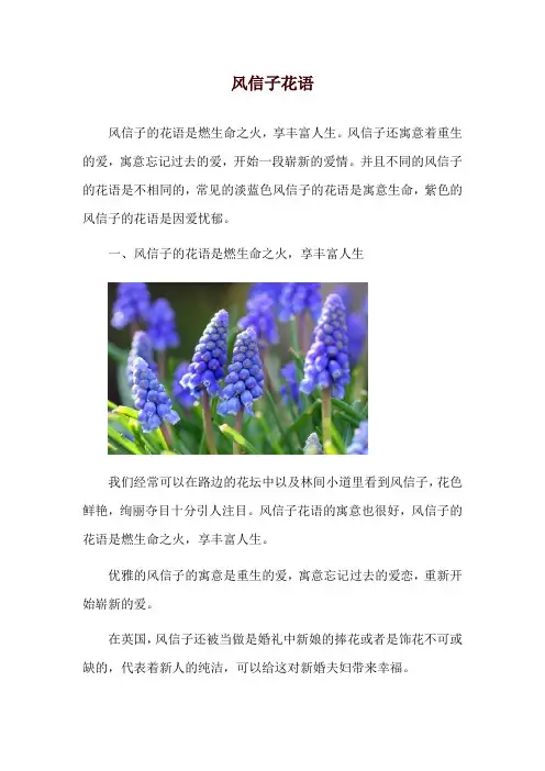 风信子花语_1