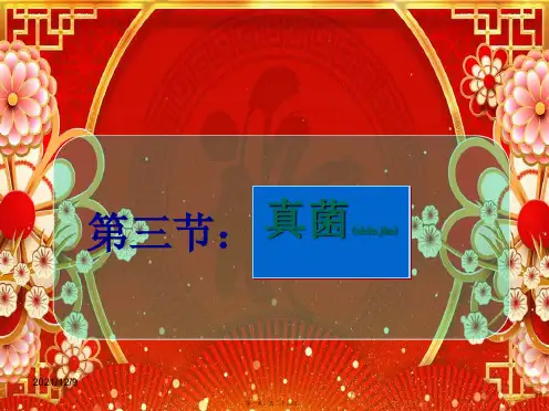 生物上册 5.4.3真菌课件