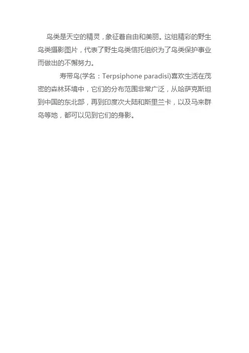 天空的精灵——鸟类