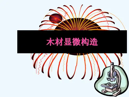 木材显微构造.ppt