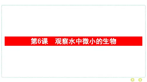 教科版科学六年级上册 第一单元 微小世界第6课 观察水中微小的生物  学案课件
