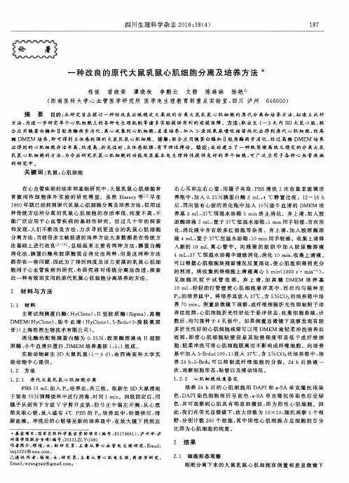 一种改良的原代大鼠乳鼠心肌细胞分离及培养方法