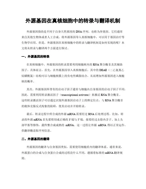 外源基因在真核细胞中的转录与翻译机制