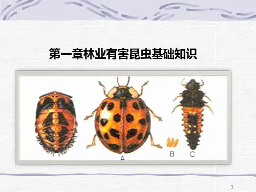 第一章林业有害昆虫基础知识PPT课件