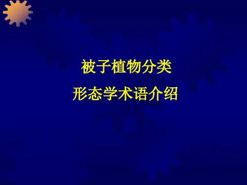 形态术语(叶)