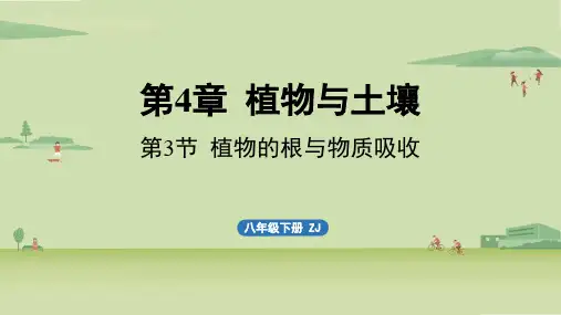 第4章植物与土壤第3节植物的根与物质吸收-2024-2025学年初中科学八年级下册(浙教版)上课课件