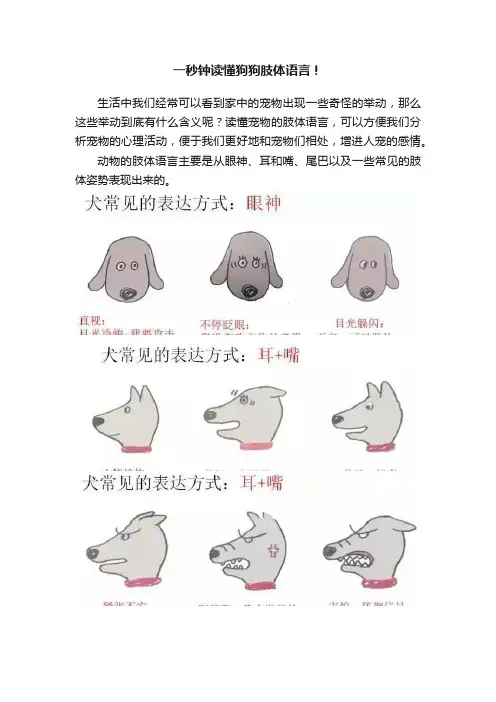 一秒钟读懂狗狗肢体语言！