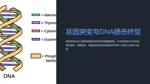 基因突变与DNA损伤修复