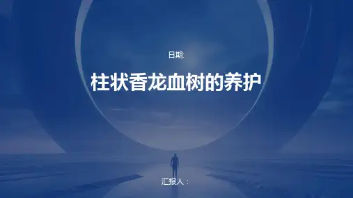 柱状香龙血树的养护