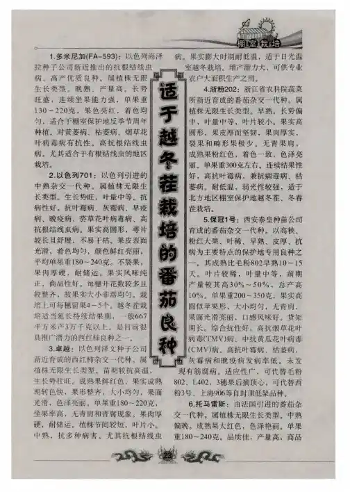 适于越冬茬栽培的番茄良种