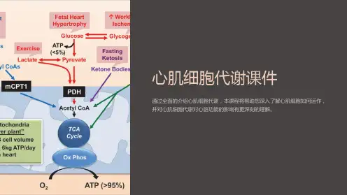 《心肌细胞代谢课件》