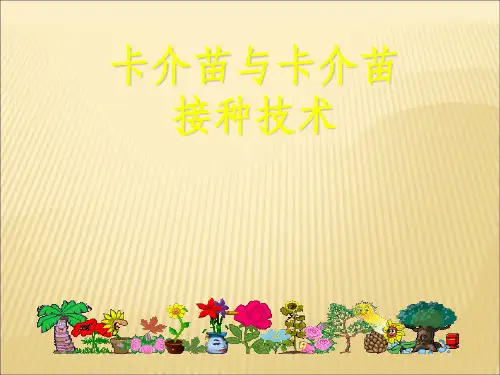 卡介苗与卡介苗接种技术ppt课件