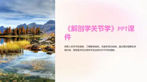 《解剖学关节学》课件