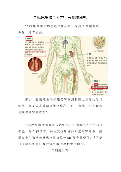 备课素材：T淋巴细胞的发育、分化和成熟 第一学期高中生物学选择性必修一