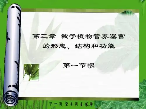 营养器官——根