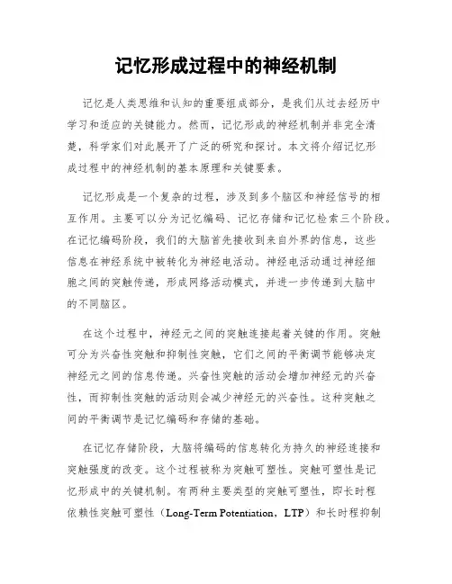 记忆形成过程中的神经机制