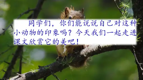 《松鼠》课件ppt(共77张PPT)