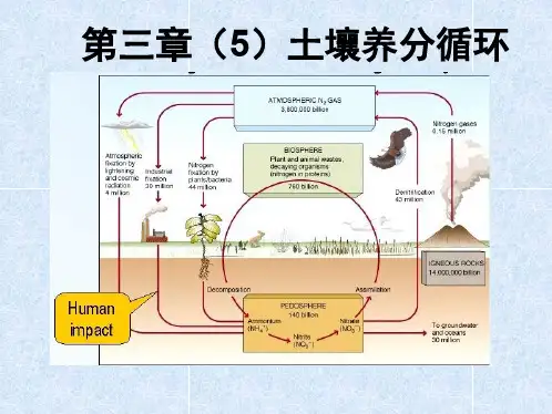 第三章土壤养分循环