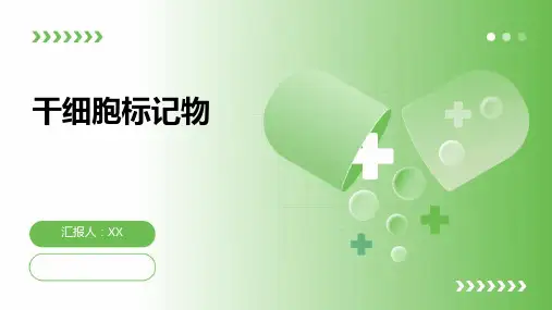 干细胞标记物
