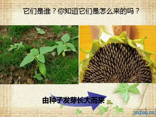 三年级下册科学第一单元复习课(课堂)PPT课件