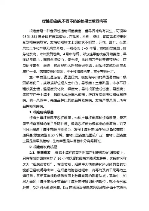樱桃根癌病,不得不防的核果类重要病害