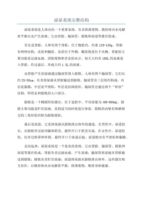 泌尿系统完整结构