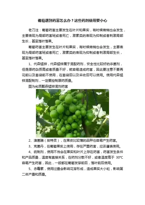 葡萄遇到药害怎么办？这些药剂使用要小心