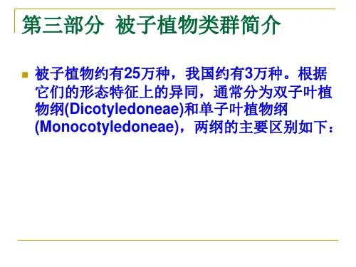 被子植物类群简介