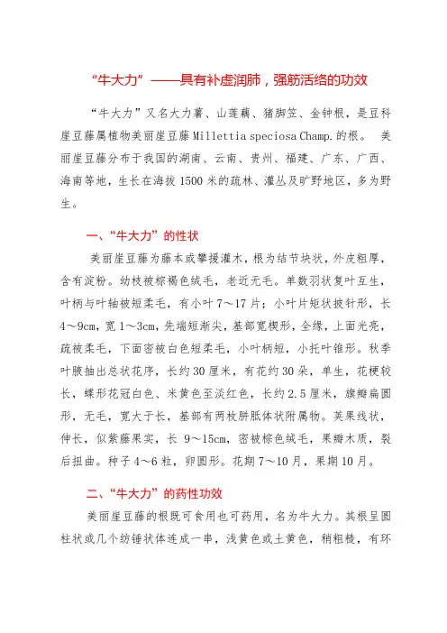 “牛大力”——具有补虚润肺,强筋活络的功效