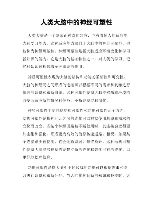 人类大脑中的神经可塑性
