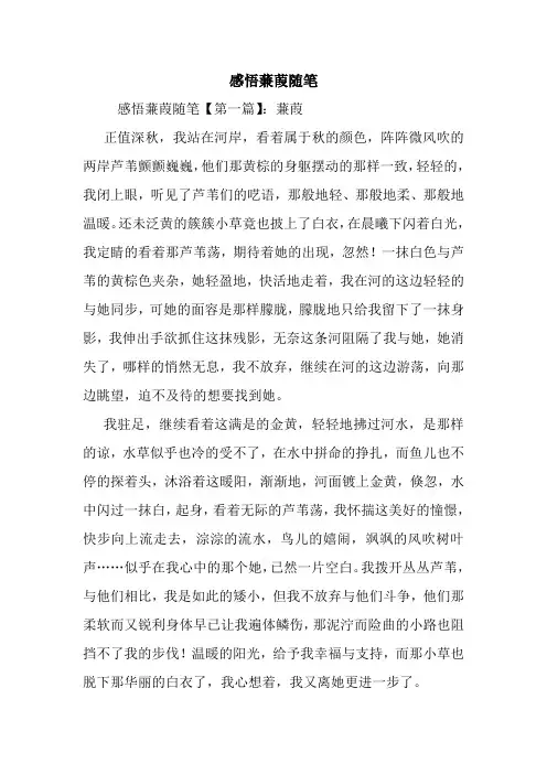 最新感悟蒹葭随笔