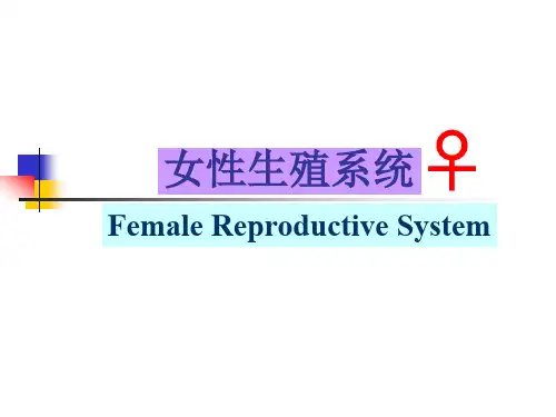 组织胚胎学PPT女性生殖系统课件