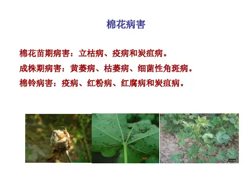 棉花枯萎病PPT课件