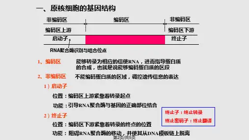 真核细胞与原核细胞基因结构比较