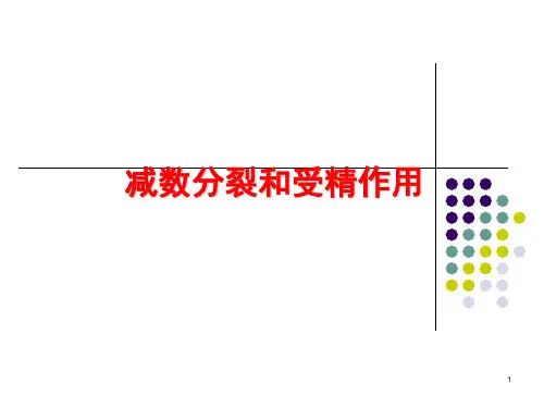 减数分裂(优质课)模板