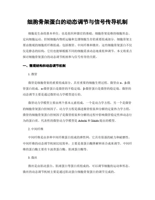 细胞骨架蛋白的动态调节与信号传导机制