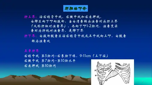 诊断学 腹部检查 肝胆叩诊(临床诊疗课件)