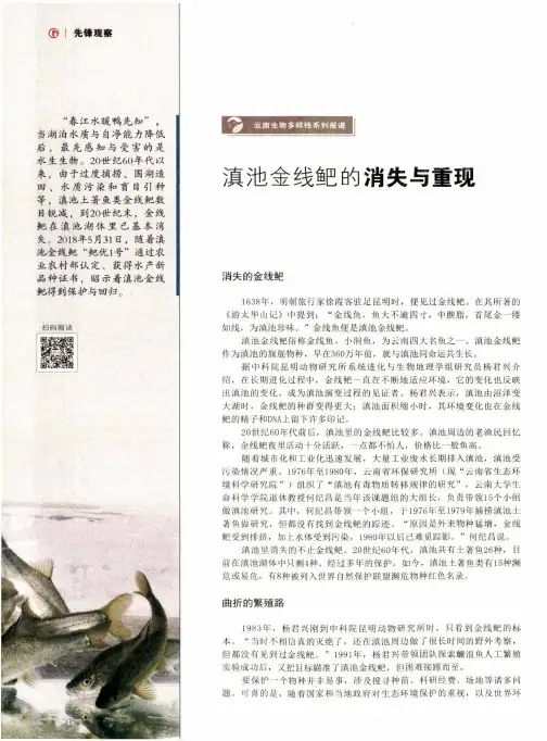 滇池金线鲃的消失与重现