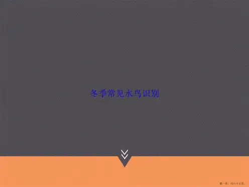 冬季常见水鸟识别讲课文档
