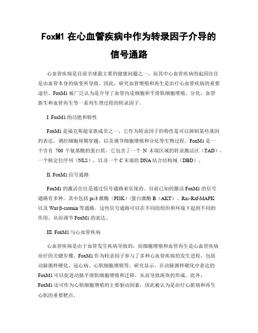 FoxM1在心血管疾病中作为转录因子介导的信号通路