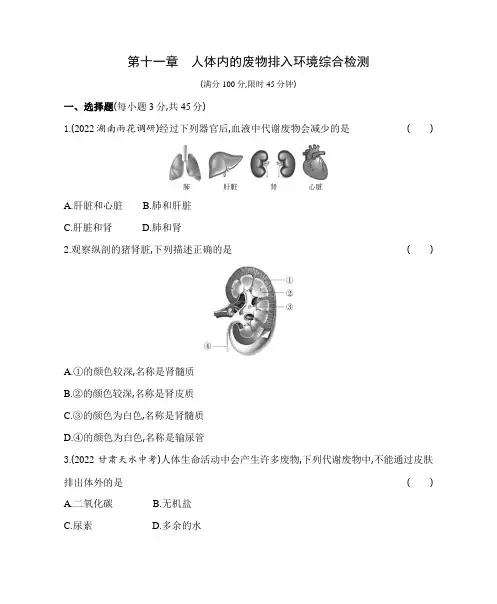 苏教版生物七年级下册第十一章    人体内的废物排入环境综合检测(含解析)