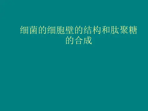 细菌细胞壁的结构和肽聚糖的合成