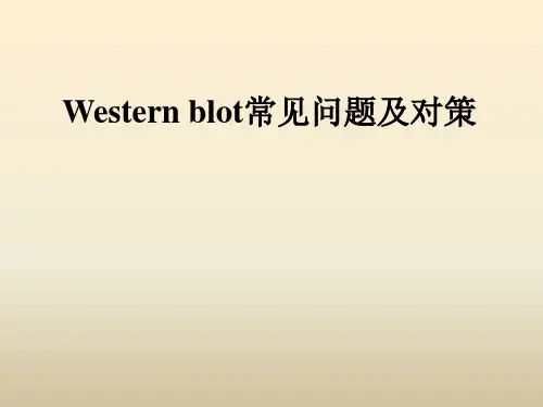 WB实验常见问题与解决方案讲座