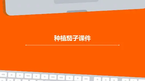 种植茄子课件ppt
