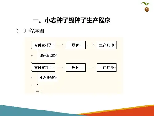 小麦常规种种子生产—小麦种子生产程序