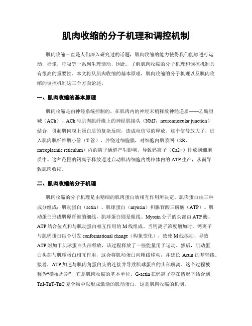 肌肉收缩的分子机理和调控机制